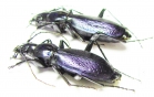 Carabus (Tribax) onerosus, pair  Georgia - INSECTS-STORE.RU