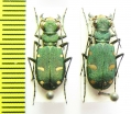 Cicindela asiatica sumbarica, pair  Turkmenistan - INSECTS-STORE.RU