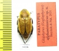 Glaphyrus afghanistanicus, male  Afghanistan PARATYPUS - INSECTS-STORE.RU
