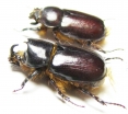 Dynastinae sp., pair  South Africa Rep. - INSECTS-STORE.RU