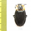 Silphidae sp.  Mexico - INSECTS-STORE.RU