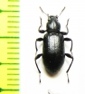Hexarhopalus cameronii  Malaysia - INSECTS-STORE.RU