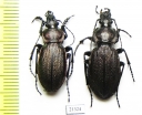 Carabus (Morphocarabus) regalis ssp., pair  Kazakhstan - INSECTS-STORE.RU