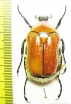 Hemichnoodes mniszechi  Australia 42mm - INSECTS-STORE.RU