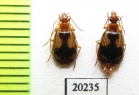 Lebia retrofasciata  Russia, Far East - INSECTS-STORE.RU