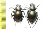 Callisthenes elegans semenovi, pair  Kazakhstan - INSECTS-STORE.RU