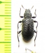 Hexarhopalus merkli  Malaysia - INSECTS-STORE.RU