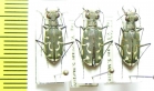 Cicindela ? sumatrensis, pair  India - INSECTS-STORE.RU