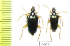 Gaurotes cyanipennis  USA - INSECTS-STORE.RU