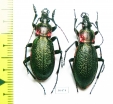 Carabus (Megodontus) vietinghoffi caesareus, pair  Russia, Far East - INSECTS-STORE.RU
