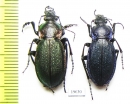 Carabus (Morphocarabus) regalis ssp., pair  Kazakhstan - INSECTS-STORE.RU