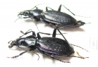 Carabus (Tribax) osseticus abanosicus, pair  Georgia - INSECTS-STORE.RU