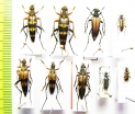 Leptura ochraceofasciata, L.variicornis, Nakanea vicaria, Kanekoa azumensis, Pidonia puziloi, P.obscurior  Japan - INSECTS-STORE.RU