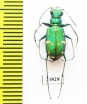Cicindela denverensis  USA - INSECTS-STORE.RU