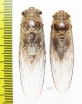 Homoptera sp.  Thailand - INSECTS-STORE.RU