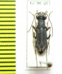 Cylindera gracilis  Russia, Tuva reg. - INSECTS-STORE.RU