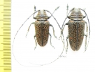 Zographus regalis, pair  Zambia - INSECTS-STORE.RU