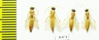 Tiphiidae sp.  Tajikistan - INSECTS-STORE.RU