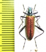 Tenebrionidae sp.  Laos - INSECTS-STORE.RU