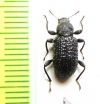 Hexarhopalus merkli  Malaysia - INSECTS-STORE.RU