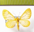 Geometridae sp.  Bolivia - INSECTS-STORE.RU