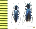 Agapanthia leucaspis, pair  Russia, Saratov reg. - INSECTS-STORE.RU