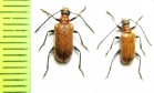 Lemula decipiens  Japan - INSECTS-STORE.RU