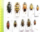 Stictoleptura rufa, S.scutellata, Leptura aurulenta, Anastrangalia montana, Pachytodes cerambyciformis, P.erraticus, Judolia sexmaculata, Pseudovadonia livida setosa - INSECTS-STORE.RU