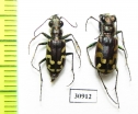 Cicindela fulgida, pair  USA - INSECTS-STORE.RU