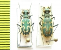 Cylindera inscripta, pair  Russia, Astrakhan reg. - INSECTS-STORE.RU