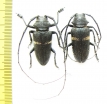 Zographus aulicus, pair  Zambia - INSECTS-STORE.RU