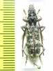 Cerambycidae sp.  Malaysia, Borneo - INSECTS-STORE.RU