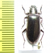 Tenebrionidae sp.  Malaysia - INSECTS-STORE.RU