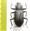 Tenebrionidae sp.  Malaysia, Borneo - INSECTS-STORE.RU