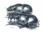 Lethrus anisodon, pair  Uzbekistan - INSECTS-STORE.RU