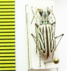 Cicindela albina  India, Assam - INSECTS-STORE.RU
