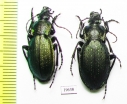 Carabus (Morphocarabus) regalis ssp., pair  Kazakhstan - INSECTS-STORE.RU