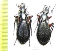 Carabus (Tribax) puschkini kolenatii, pair  Georgia - INSECTS-STORE.RU