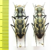 Hipparidium heros, pair  Indonesia, Sulawesi - INSECTS-STORE.RU