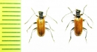 Lemula rufithorax  Japan - INSECTS-STORE.RU
