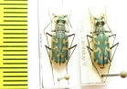 Cylindera inscripta  Russia, Astrakhan reg. - INSECTS-STORE.RU