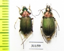 Claenius sp., pair  Russia, Tver reg. - INSECTS-STORE.RU