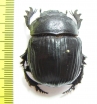 Heliocopris sp.  Congo - INSECTS-STORE.RU