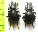 Callisthenes elegans kolshengelicus, pair  Kazakhstan - INSECTS-STORE.RU