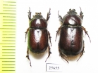 Dynastinae sp., pair  South Africa Rep. - INSECTS-STORE.RU