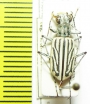 Cicindela albina  India, Assam - INSECTS-STORE.RU
