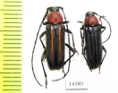 Mannophorus laetus, pair  USA - INSECTS-STORE.RU
