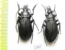 Carabus (Aulonocarabus) kurilensis, pair  Russia, Sakhalin isl. - INSECTS-STORE.RU