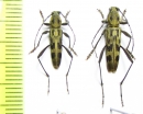 Grammographus notabilis  Japan - INSECTS-STORE.RU