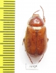 Madotrogus kirgisicus, male  Kazakhstan - INSECTS-STORE.RU